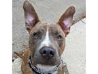Adopt Burt 01-1619 a American Staffordshire Terrier