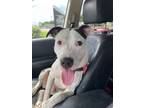 Adopt Maverick a Mixed Breed