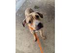 Adopt Oats a Mixed Breed