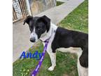 Adopt Andy a Border Collie