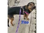 Adopt Tito a Labrador Retriever