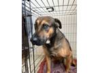 Adopt Thor a Chocolate Labrador Retriever, Belgian Shepherd / Malinois