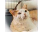 Adopt Teddy a Domestic Short Hair