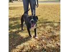 Adopt Hank a Pit Bull Terrier, American Staffordshire Terrier