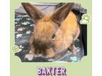 Adopt Baxter a Lionhead