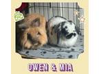 Adopt Owen and Mia a English Spot