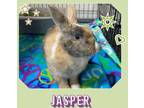 Adopt Jasper a Harlequin