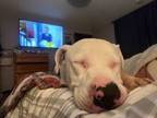Adopt Blizzard a Pit Bull Terrier