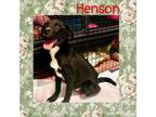 Adopt Henson a Australian Shepherd, Labrador Retriever