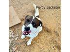 Adopt Percy Jackson a Hound, Mixed Breed