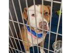 Adopt Mylo a Boxer, Mixed Breed
