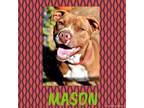 Adopt Mason a Boxer, Mixed Breed