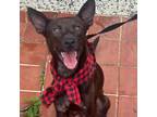 Adopt ROOK a Miniature Pinscher