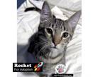 Adopt Rocket a Domestic Short Hair