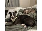 Adopt Turtle a Pit Bull Terrier