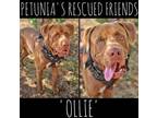 Adopt Ollie. a Mastiff, Labrador Retriever