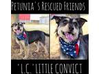 Adopt L.C. - Little Convict . a Terrier
