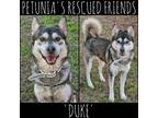 Adopt Duke. a Husky