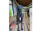 Adopt Hamilton a Great Dane