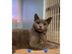 Adopt Spencer bonded with Skylar a Russian Blue