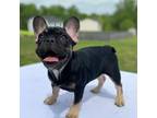 French Bulldog Puppy for sale in Burlington, NC, USA