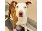 Adopt Hopper a American Staffordshire Terrier