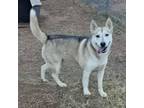 Adopt Jax 2 a Husky, Shiba Inu