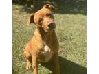 Adopt Flap Jack a Pit Bull Terrier, Foxhound