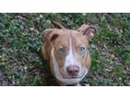 Adopt Johnson a American Bully, American Staffordshire Terrier