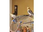 Adopt Blue & Mini a Cockatiel