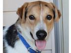 Adopt Casey a Australian Cattle Dog / Blue Heeler, Labrador Retriever