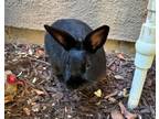 Adopt Johnny Appleseed a Bunny Rabbit