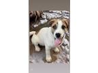 Adopt Teeter a Mountain Cur, Jack Russell Terrier