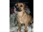 Adopt Ripley a Mountain Cur