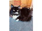 Adopt Anoush a Persian, Maine Coon