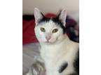 Adopt Otis a American Shorthair