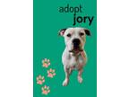 Adopt Jory a Pit Bull Terrier