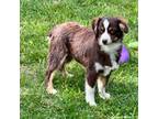 Australian Shepherd Puppy for sale in Springfield, MO, USA