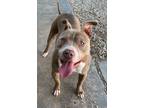Adopt Raleigh a Pit Bull Terrier