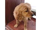 Golden Retriever Puppy for sale in Bradley, SD, USA