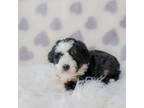 Mutt Puppy for sale in Port Washington, OH, USA