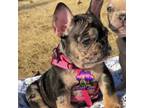 French Bulldog Puppy for sale in Powder Springs, GA, USA