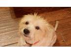 Adopt Starling a Tan/Yellow/Fawn Westie, West Highland White Terrier / Pharaoh