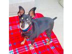 Adopt BUCKEY a Black - with Tan, Yellow or Fawn Miniature Pinscher / Mixed dog