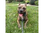 Adopt Dolce Mama a Brindle Pit Bull Terrier / Mixed Breed (Medium) / Mixed dog