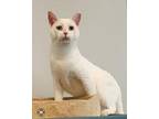 Adopt Powder a White Domestic Shorthair (short coat) cat in Lincolnton