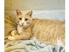 Adopt Scruff a Orange or Red Domestic Shorthair / Domestic Shorthair / Mixed cat