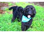 Adopt Ruger a Black Standard Poodle / Giant Schnauzer / Mixed dog in Muldrow