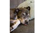 Adopt Snookie a Brindle - with White Mixed Breed (Large) / Mixed dog in Toledo