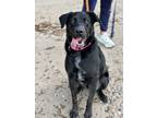 Adopt MAYLEE a Black Mixed Breed (Medium) / Mixed dog in Cranston, RI (37953206)